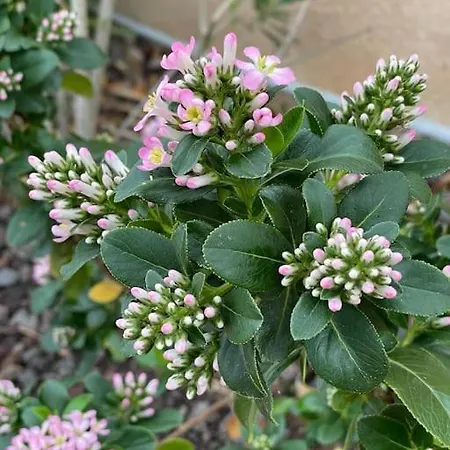 Daire Coup De Coeur, Overger, Aux Portes De Toulouse *