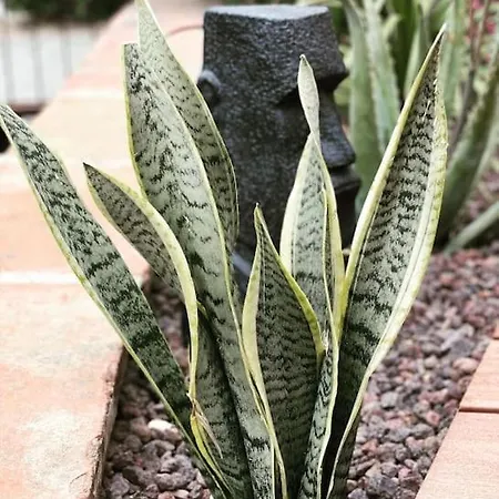 Coup De Coeur, Overger, Aux Portes De Toulouse Daire *