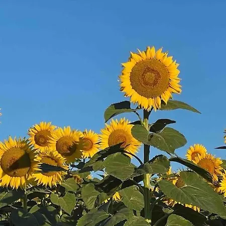 Daire Coup De Coeur, Overger, Aux Portes De Toulouse *