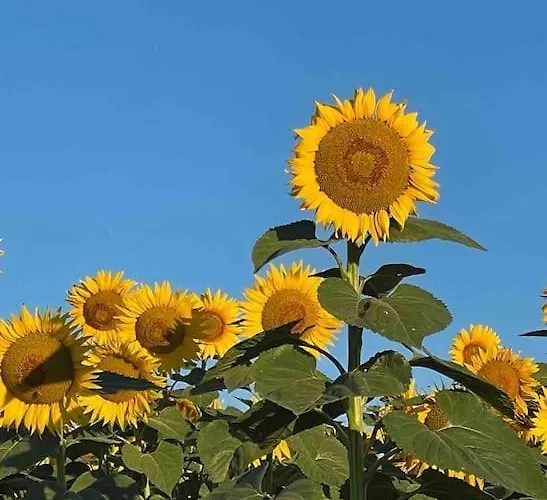 Lägenhet Coup De Coeur, Overger, Aux Portes De Toulouse *